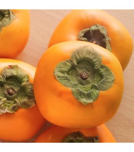 Amazon.co.jp: 甘柿 苗木 元山 12cmロングポット苗 がんざん カキ 苗